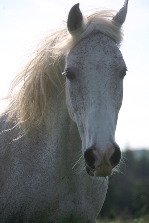 White Arabian horse